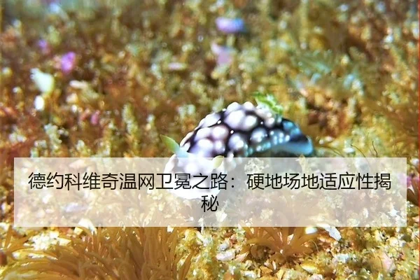 de-yue-ke-wei-qi-wen-wang-wei-mian-zhi-lu-ying-di-chang-di-shi-ying-xing-jie-mi-2-220.jpg